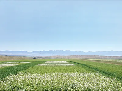 Cover crop diversity over time or with mixed-species plantings is desirable to provide multiple cropping system benefits. Photo by Meg Housman.