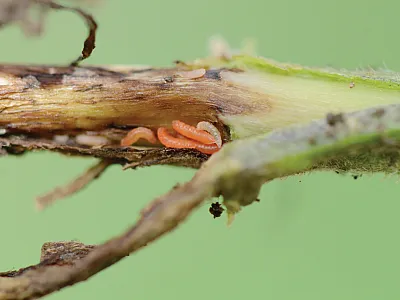 Soybean gall midge larvae are small white- to orange-colored maggots. Photo by Bruce Potter, University of Minnesota.