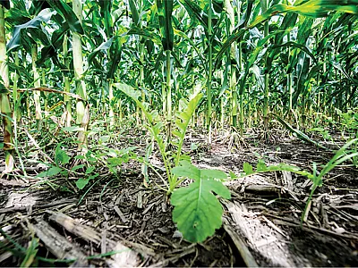Oilseed radish interseeded into corn. Photo courtesy of Edwin Remsberg and USDA-SARE.