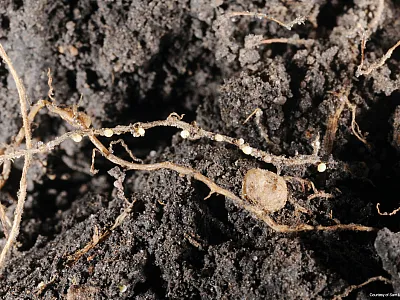 Soybean cyst nematode. Photo courtesy of Sam Markell, North Dakota State University.