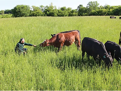 Carefully integrating grazing livestock on cropland is one aspect of regenerative agriculture. Photo courtesy of Thousand Hills Lifetime Grazed.