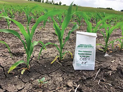 Soil sampling corn at the V4 growth stage. Photo courtesy of Robert Miller.