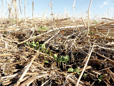 Cover crops have the potential to delay weed emergence, decrease weed size, and decrease weed number. Photo by Mieko Alley, USDA-NRCS, Bison, SD.