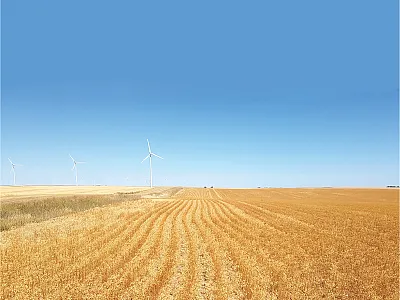 Chickpea intercropped with flax in a field south of Taber, Alberta. This intercrop is generally grown to reduce disease issues in chickpea.