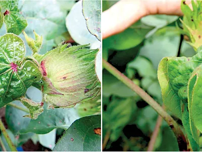 Symptoms associated with cotton leafroll dwarf virus: blistering in new leaf growth (left) and downward cupping (right). Photo courtesy of Dr. Judith K. Brown, University of Arizona.