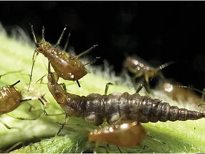 Preserving biodiversity and natural enemies is an IPM tactic to help keep pest populations below economic thresholds. Shown here are lacewing larva eating soybean aphids. Photo by David Cappaert, Bugwood.org.