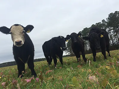 Stocker steers grazing cereal rye and turnip forage mixture on vacant cropland following corn harvest in the winter. Photo by Jordan L. Cox-O’Neill.