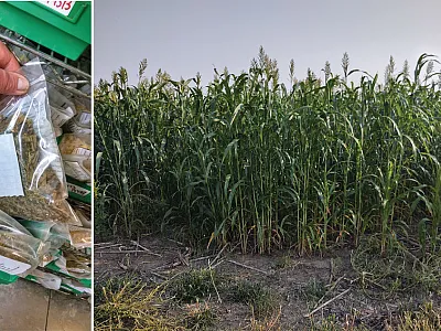 Bagged forage sample (left) and mature forage sorghum (right). Photos courtesy of Fred Vocasek.