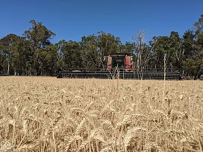 Figure 1, Wheat of Australian farmer and harvest weed seed control pioneer, Ray Harrington, is ready for harvest but infested with rigid ryegrass. Note the weed seeds are retained above the combine’s cutter bar at harvest, so the combine will take the seeds in and subject them to the Harrington Seed Destructor. Photo courtesy of Michael Flessner.