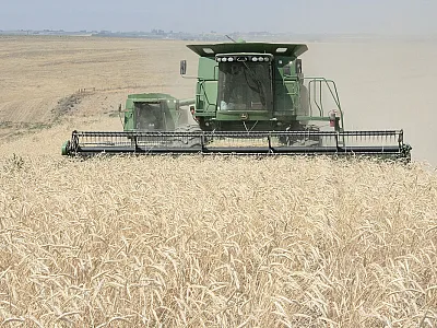 Harvesting triticale in Washington. Photo by Matthew Weaver/Capital Press.
