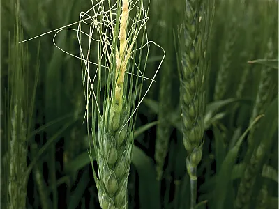 Photo by Carrie Knott.