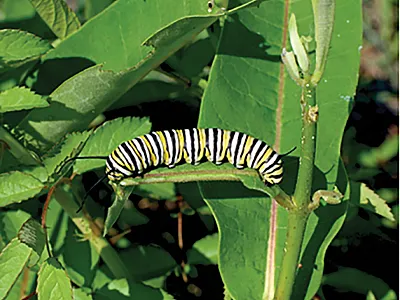 Larvae of the monarch butterfly.