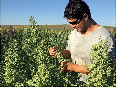 Washington State University researchers have been exploring the feasibility of growing quinoa in the Pacific Northwest. Photo courtesy of Kevin Murphy.