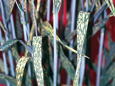 Opposite page: Plants with insufficient chloride show chlorotic and necrotic spotting along leaves with abrupt boundaries between dead and live tissue. Leaves wilting at margins and highly branched root systems are also typical chloride deficient symptoms, found mainly in cereal crops (Mengel & Kirkby, 2001). Chloride deficiencies are highly cultivar-specific and can be easily mistaken for leaf diseases.