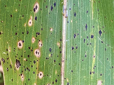 Tar spot fungus has small, raised, black spots irregularly scattered across upper and lower corn leaves from the middle toward the leaf tip. It may be surrounded by a circular brown “fisheye” halo. Photo courtesy of Damon Smith, University of Wisconsin.