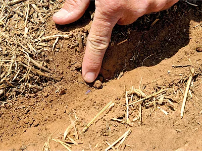 Setting the planting equipment for cotton correctly for your soils and climate is important for germination and growth. Photo by Jodie Reisner.