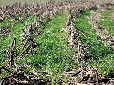 Grass cover crop in corn. Photo by David Lamm/Soil Health Institute.