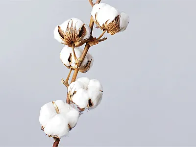 Photo courtesy of Adobe Stock/photobee.