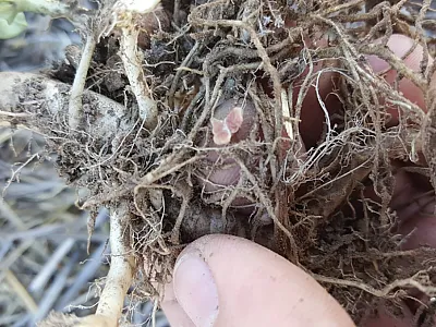 Active pea nodule growing in close proximity to canola roots.