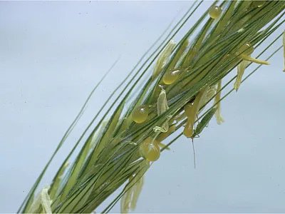 Ryegrass showing the honeydew stage of the ergot fungus Claviceps purpurae in the field. Photo by Howard F. Schwartz, Colorado State University, Bugwood.org.