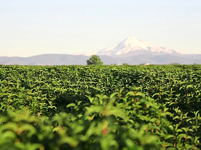 Photo courtesy of Flickr/Oregon Department of Agriculture.