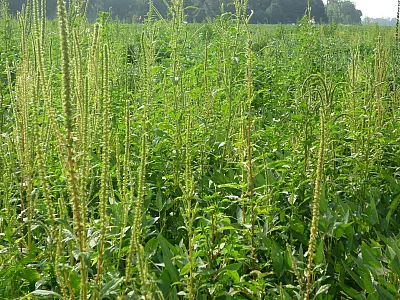 Waterhemp has become a driver weed for many soybean and corn herbicide programs in the Midwest. Photo by Pat Tranel, University of Illinois.