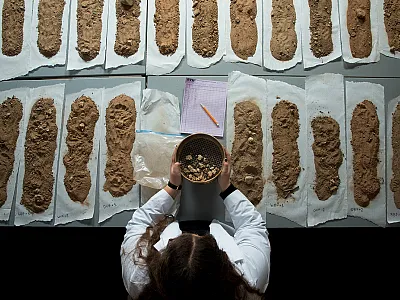 Agricultural labs analyze a wide range of soil properties to support nutrient management and crop productivity.