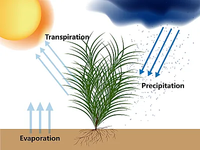 Quantifying crop water use, generally referred to as evapotranspiration, or ET, can be very important to agricultural water management. Illustration courtesy of USGS.
