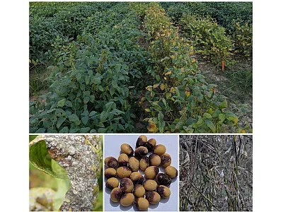 This photo shows differences in the incidence and severity of Cercospora leaf blight (CLB) symptoms between germplasm lines (top), a soybean leaf with severe CLB symptoms (bottom left), soybean seed showing symptoms of a disease caused by the same species of CLB (bottom middle), and petioles of soybean plants exhibiting symptoms of CLB (bottom right). 