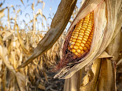 Photo courtesy of Adobe Stock/JJ Gouin.