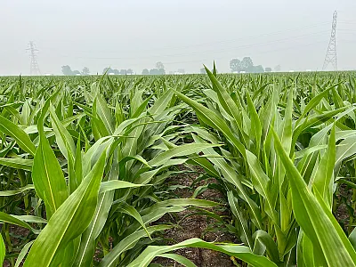 Wildfire smoke is becoming a regular feature of Prairie growing seasons, but what does that mean for crops? Turns out that the answer is more complicated than you might think. Photo by Dan Quinn.