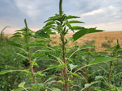 The 2022 discovery of Palmer amaranth in Idaho and its subsequent spread has prompted Pacific Northwest weed experts to recommend growers take an integrated management approach. It includes scouting fields after herbicide applications, layering or overlapping residual herbicides, rotating effective sites of action and rotating crops. Photo courtesy University of Idaho.