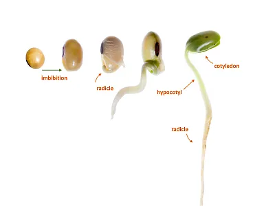 Soybean seed germinates after absorbing (imbibing) ∼50% of its weight in water. The radicle (root) develops first, followed by the hypocotyl. The hypocotyl pushes the cotyledons above the soil surface (picture from Broeske et al., 2017).