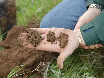 Photo courtesy of Wikimedia Commons/USDA NRCS Texas. CC BY 2.0. 