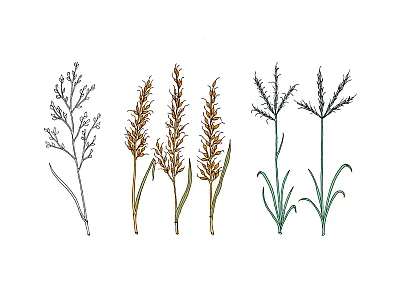 Establishment strategies for native warm-season grasses: Organic and conventional approaches
