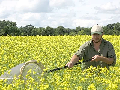 A sweep net is essential for monitoring cabbage seedpod weevil larvae feeding on canola and brown and wild mustards.