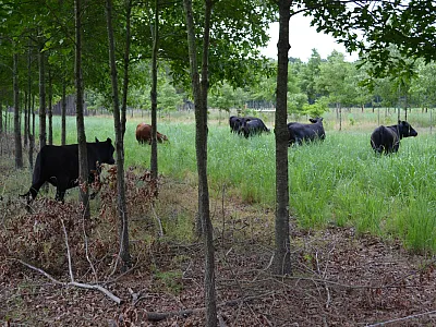Land use and forage management impacts on soil carbon