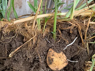 Potato developing under rye/hairy vetch cover crop. Photo courtesy of EFAO.