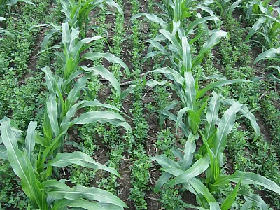 Photo not from the current study. Photo by Will Osterholz (originally published in CSA News magazine https://www.sciencesocieties.org/publications/csa-news/2020/october/interseeding-alfalfa-for-more-profitable-corn-silage).