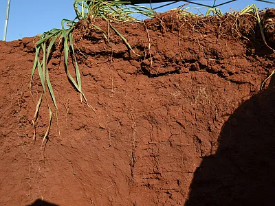 Soil carbon distinguished from pedogenesis and management