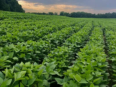 The Root of the Matter: A Biostimulant Approach to Yield