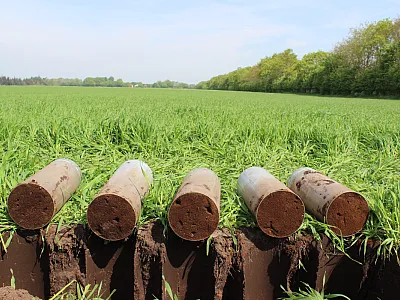 Soil organic matter and other soil properties influence the amount of nitrogen that becomes available to crops through mineralization. Measuring or estimating that contribution can help improve fertilizer recommendations. Photo by GEUS/Christian Albers.