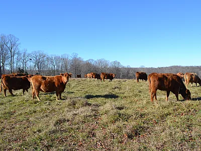 A herd of cattle stand in a grass field with trees lining the horizon.