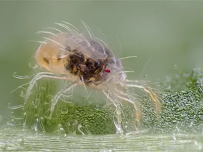 Spider mite (Tetranychus urticae). Photo courtesy of Flickr/Gilles San Martin. CC BY-SA 2.0. 
