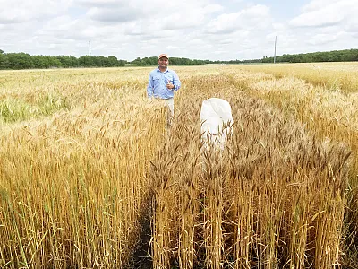 Anil Adhikari, lead author of the article, checking hybrid seed set on field crossing blocks in Greenville, TX. The white cloth bags in the plots are to check selfing rate in female plots.