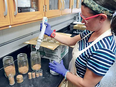 Lab technician, Erin Silva, prepares soils in different mass/volume treatments to test soil biological activity as a soil health indicator. Photo courtesy of Alan Franzluebbers, USDA-ARS