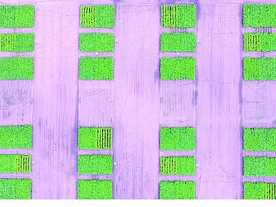 Aerial image of the study plots showing visible differences in crop N status resulting from imposed N treatments. Photo by Tyler Nigon.
