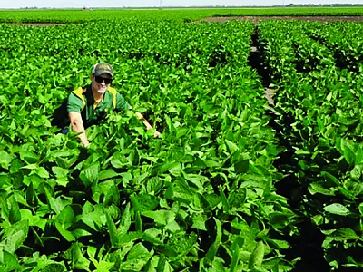 First author Peder Schmitz inspecting a soybean field in North Dakota.