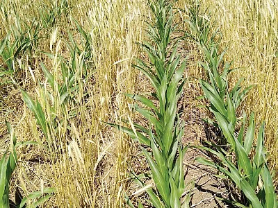 One example of evolving cover crop management is growing corn in cereal rye that was terminated after corn planting (“planting green”). Photo by Katja Koehler-Cole.