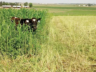 Holstein steers grazing a fresh allocation of corn intercropped with Kura clover after grazing for three days on the prior strip. Photo courtesy of Christine Nieman.